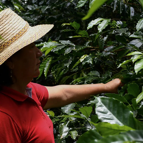 Colombia – Finca Santa Lucia, specialkaffe rostat av Kaffero