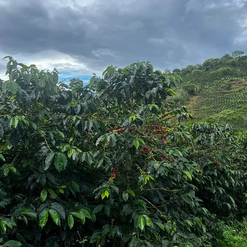 Colombia – Finca Santa Lucia, specialkaffe rostat av Kaffero