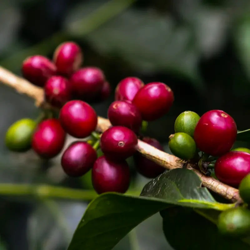Colombia – Finca Santa Lucia, specialkaffe rostat av Kaffero