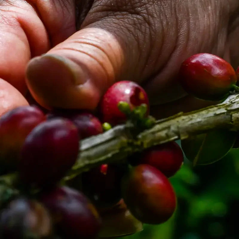 Colombia – Finca Santa Lucia, specialkaffe rostat av Kaffero