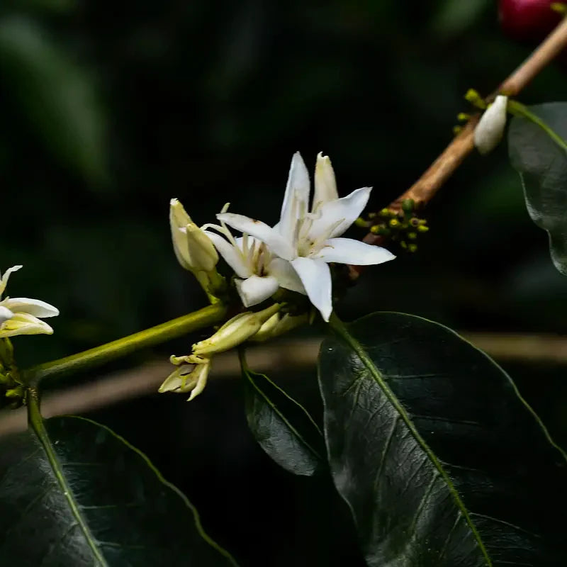 Colombia – Finca Santa Lucia, specialkaffe rostat av Kaffero