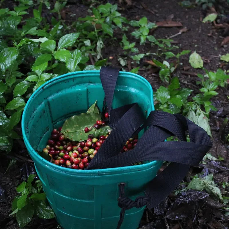 Peru – Sequiapampa, specialkaffe rostat av Kaffero