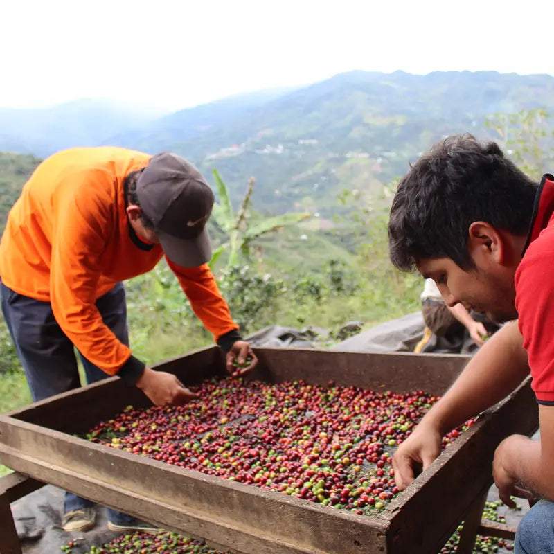 Peru – Sequiapampa, specialkaffe rostat av Kaffero